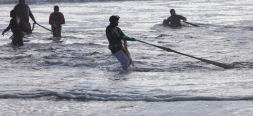 People gathering shellfish in a sustainable way