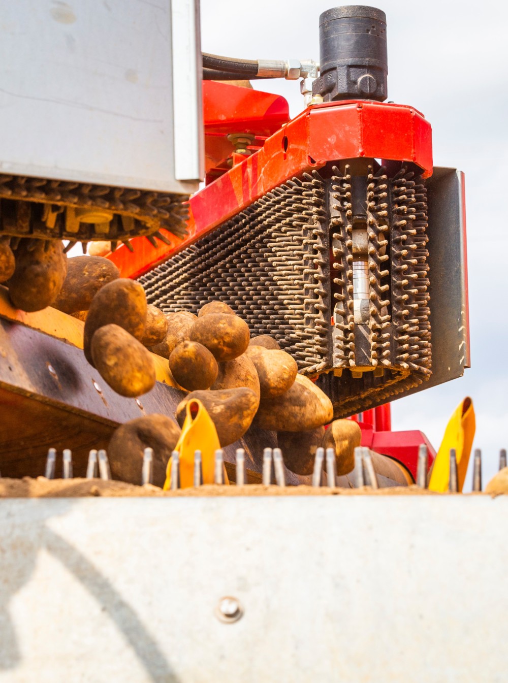 Machine sorting freshly harvested potatoes